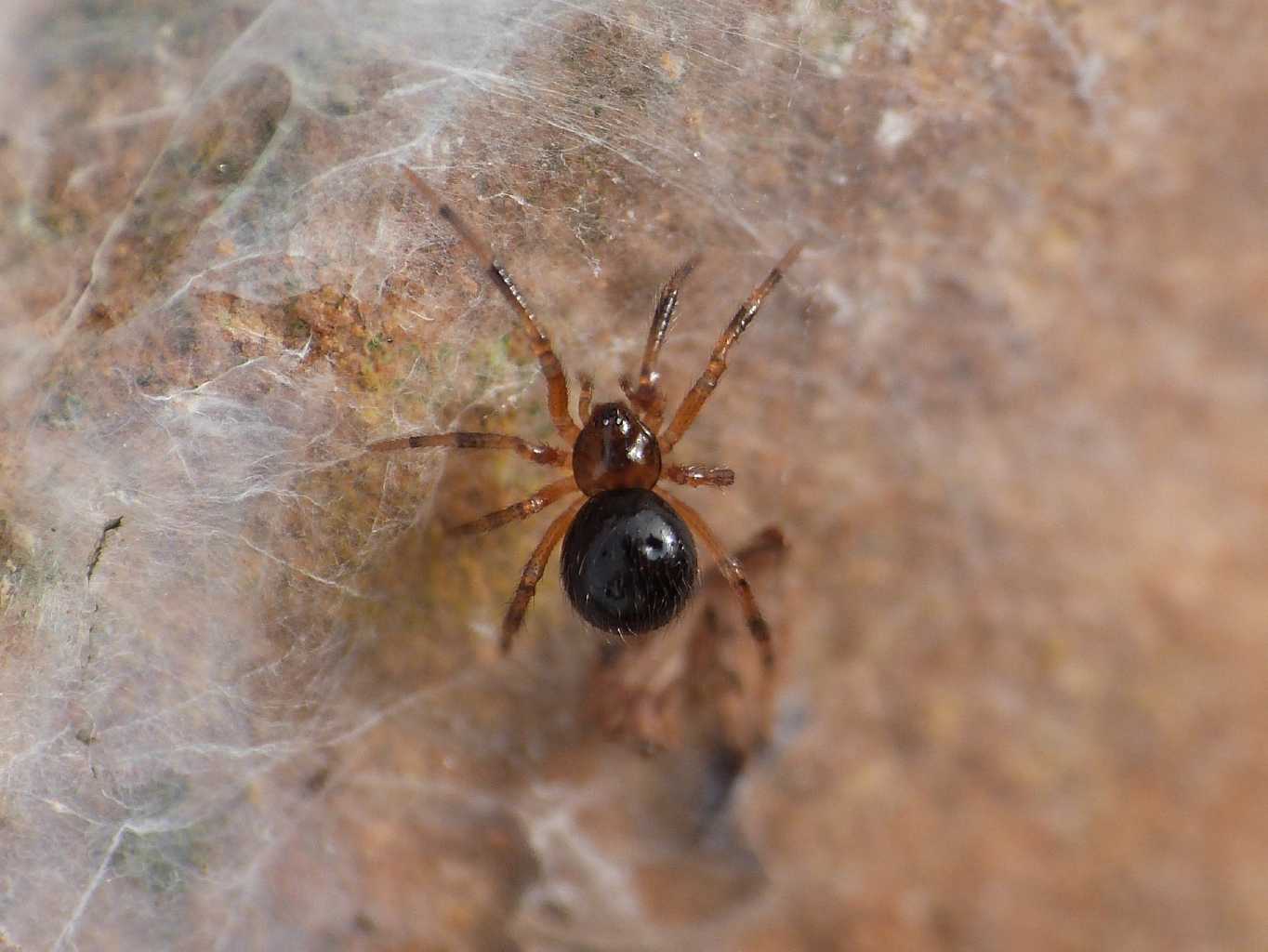 Piccolo Theridiidae bruno - Santa Severa (RM)